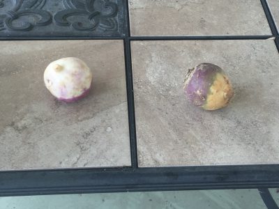 What veggies are these?
