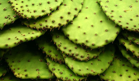 Nopales : Pear Pad Cactus